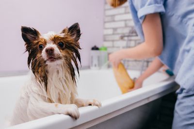 Pet Grooming and Pet Sitting Insurance in Lawrenceville, GA by Lawrenceville, GA, Business Insurance