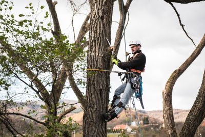 Tree Trimming Insurance in Lawrenceville, GA by Lawrenceville, GA, Business Insurance